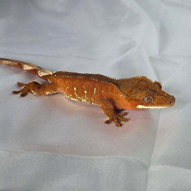 레드 바이 화이트포트홀