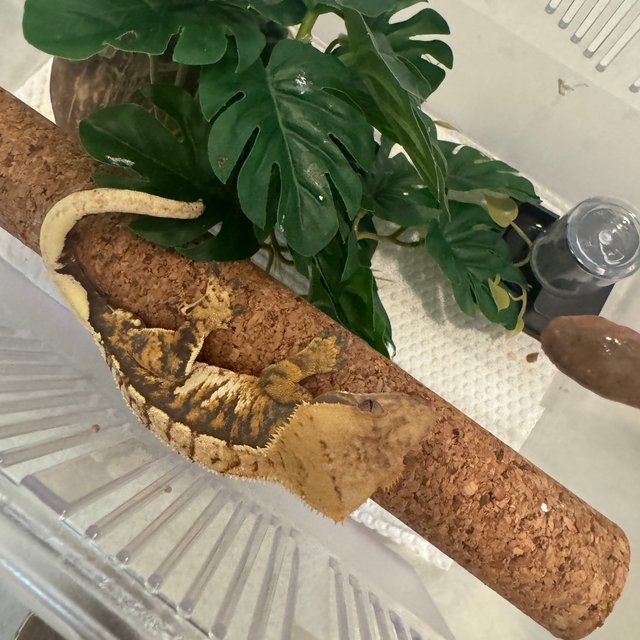 트라이 텐저린 타이거