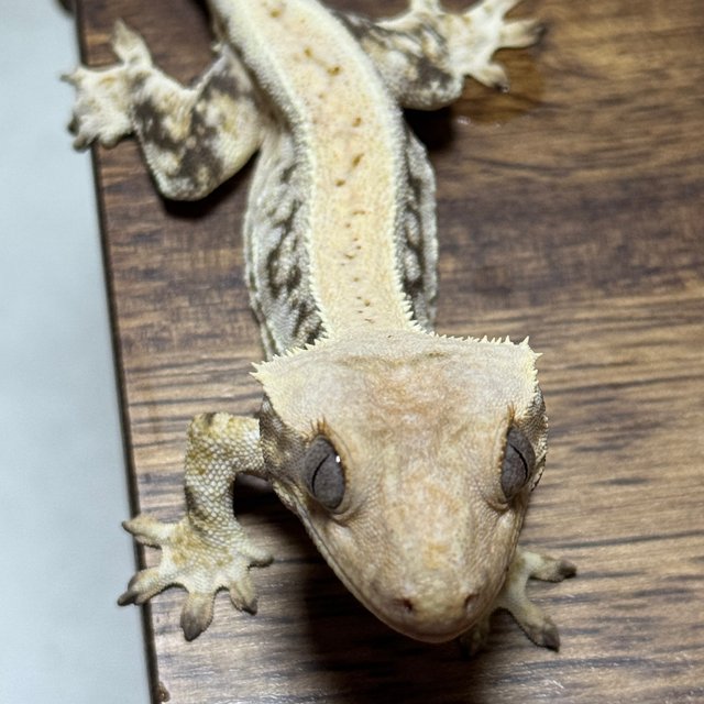 릴리100%헷아잔틱 릴리화이트