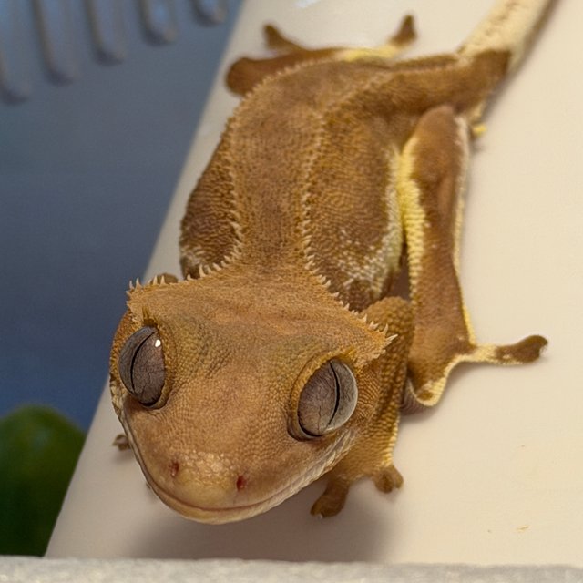 레드 팬텀 릴리화이트