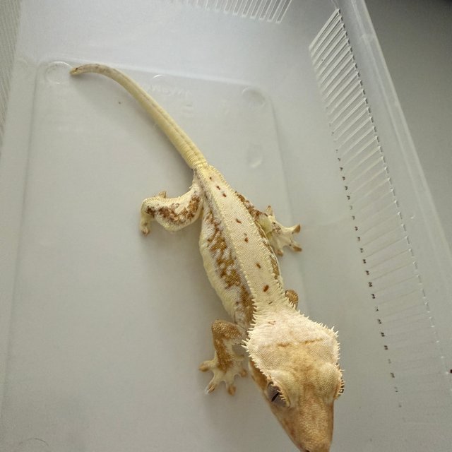 릴리화이트 옐로우 크림시클