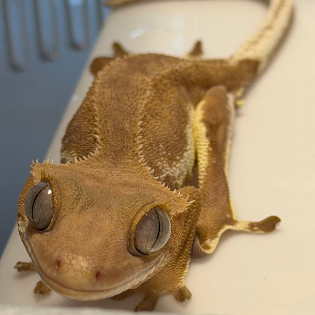 레드 팬텀 릴리화이트