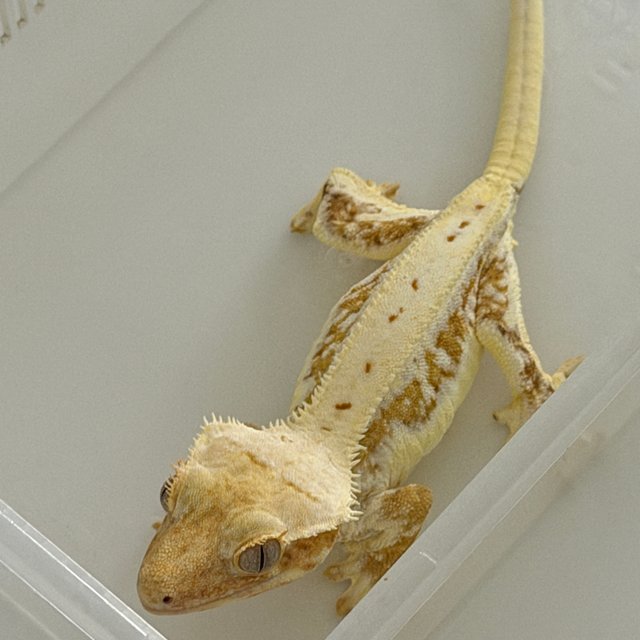 릴리화이트 옐로우 크림시클