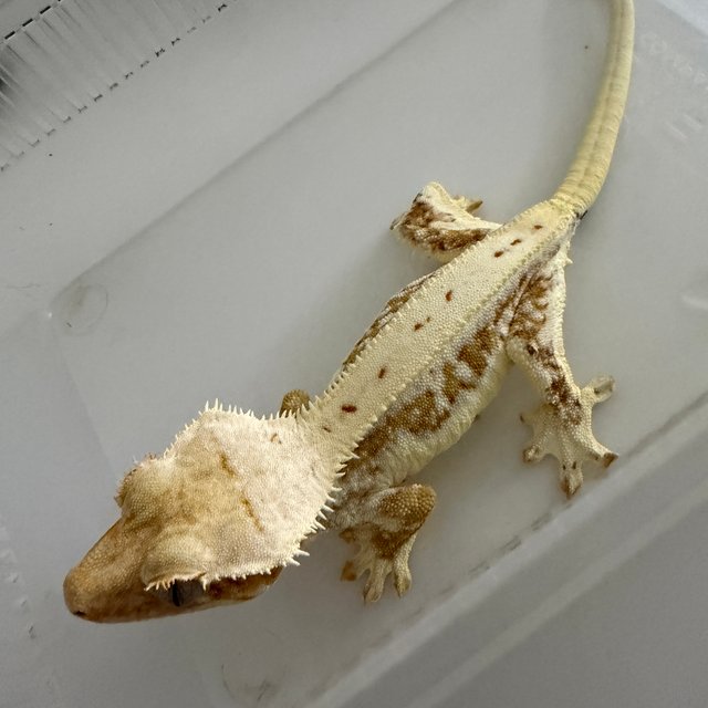 릴리화이트 옐로우 크림시클