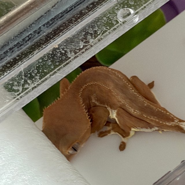 레드 팬텀 릴리화이트