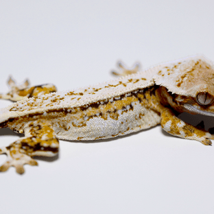 트라이 노멀 풀핀 쿼드