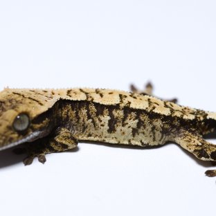 노멀 트라이 익스트림할리퀸