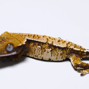 노멀 트라이 익스트림할리퀸