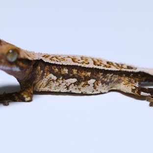 노멀 트라이 쿼드