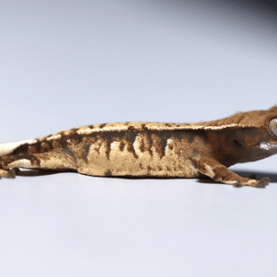 노멀 트라이 익스트림할리퀸