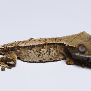 노멀 트라이 익스트림할리퀸