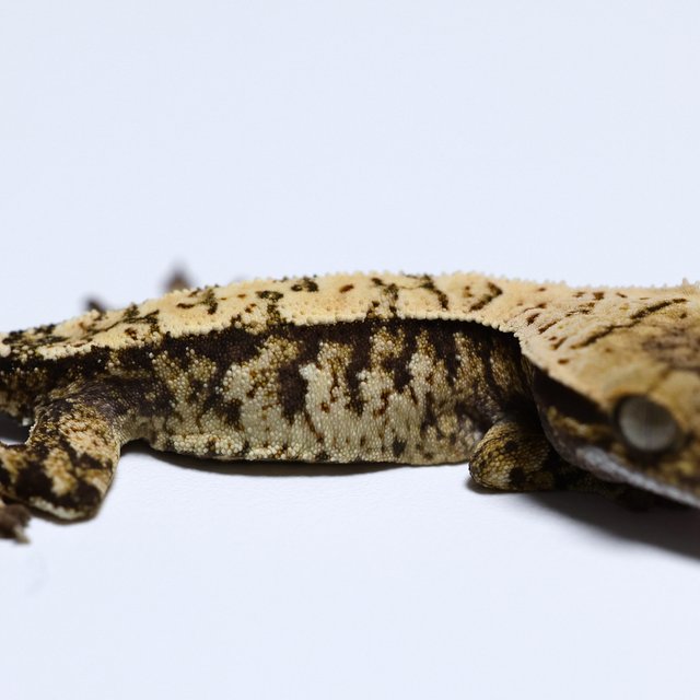 노멀 트라이 익스트림할리퀸