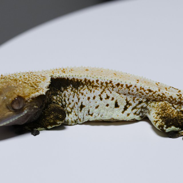 노멀 트라이 드리피 화이트스팟