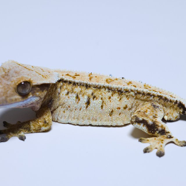 노멀 트라이 드리피 풀핀 화이트