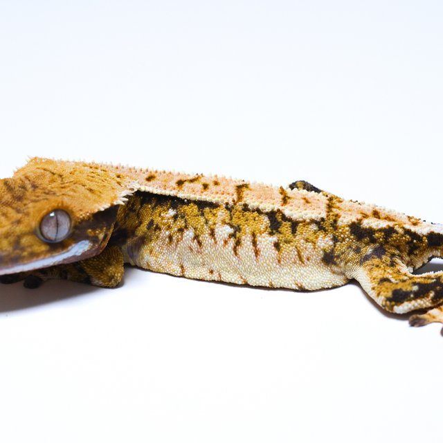 노멀 트라이 쿼드