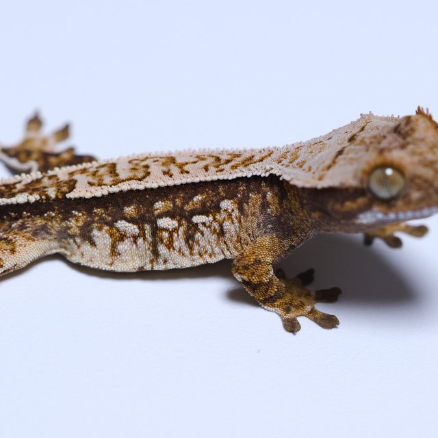 노멀 트라이 쿼드