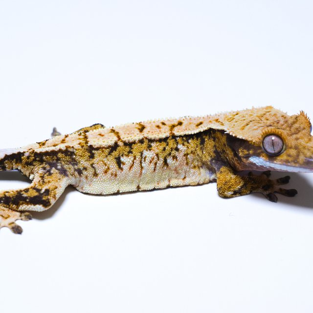 노멀 트라이 쿼드