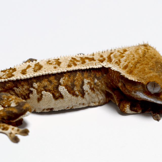 노멀 쿼드 풀핀