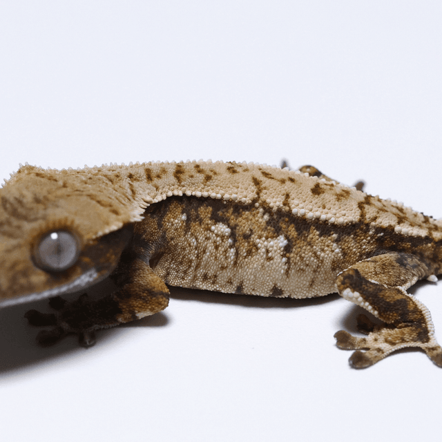 노멀 트라이 익스트림할리퀸