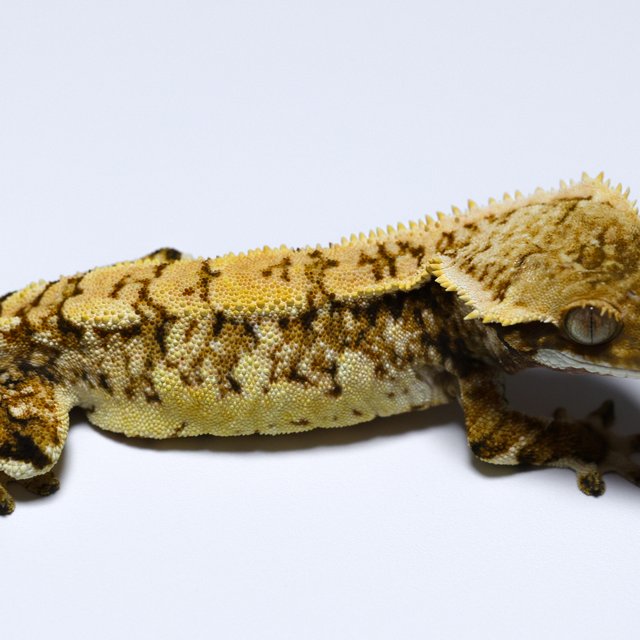 노멀 트라이 쿼드