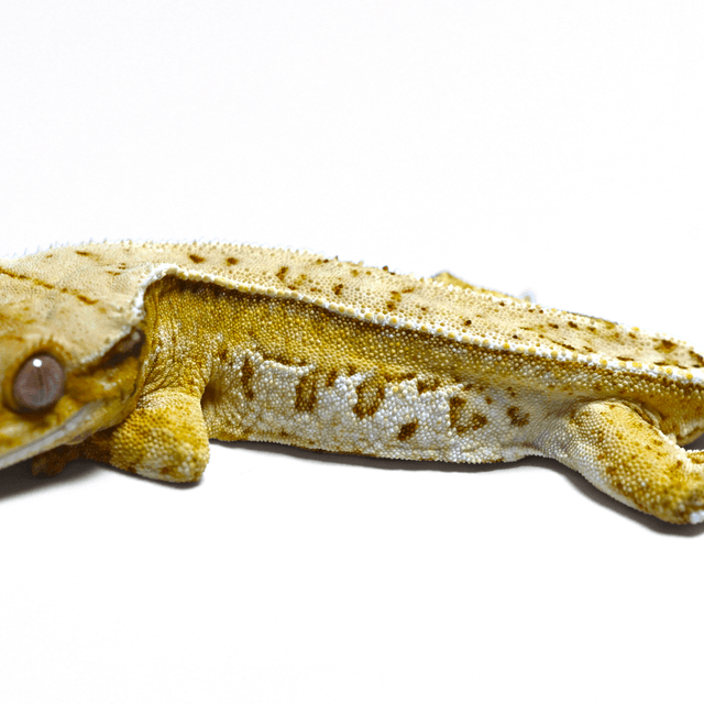 노멀 쿼드 풀핀