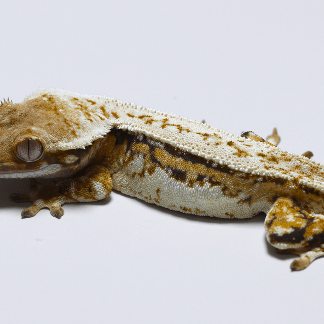 트라이 노멀 풀핀 쿼드