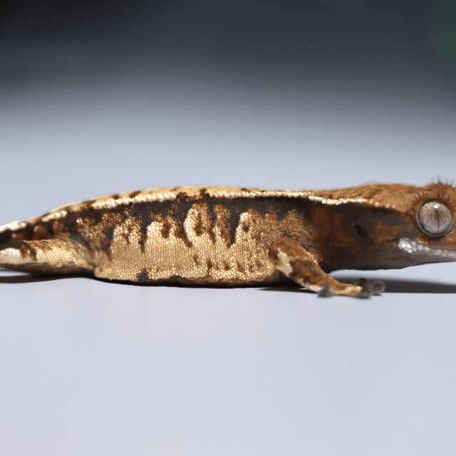 노멀 트라이 익스트림할리퀸