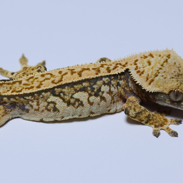 노멀 트라이 풀핀