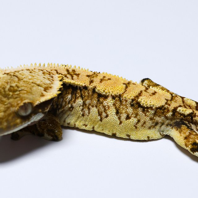 노멀 트라이 쿼드