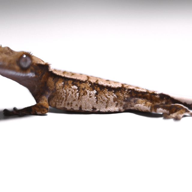 노멀 트라이 익스트림할리퀸