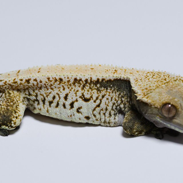 노멀 트라이 드리피 화이트스팟