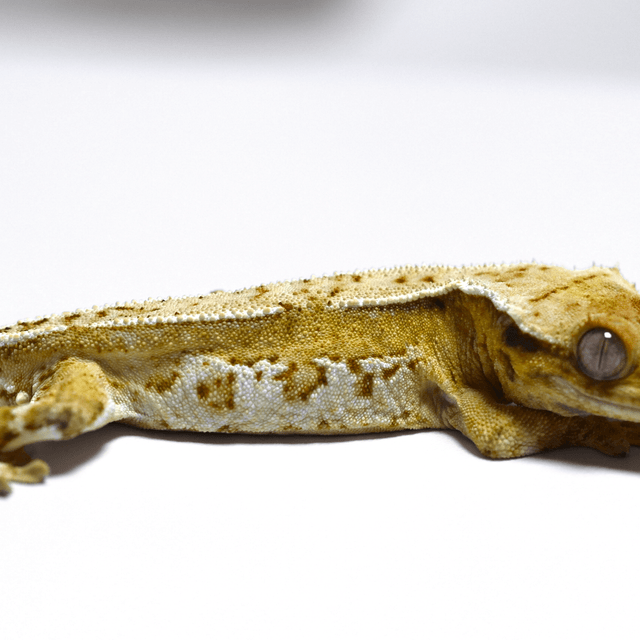 노멀 쿼드 풀핀