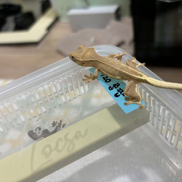 팬텀 옐로우 릴리화이트