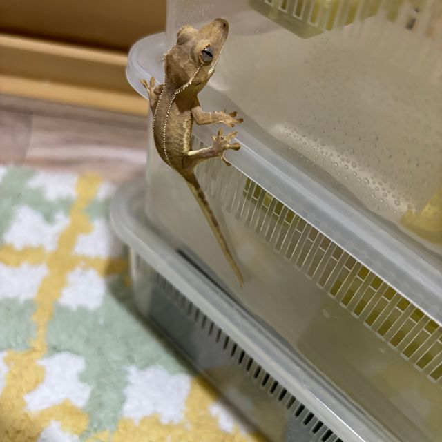 팬텀 옐로우 릴리화이트