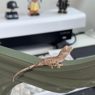 슈퍼달마시안