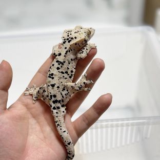 (리틀몬스터님개체)콩설