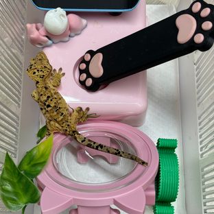 엘라