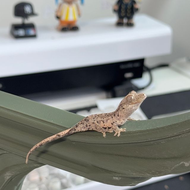 슈퍼달마시안