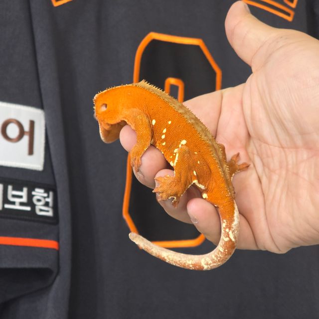 레드 바이