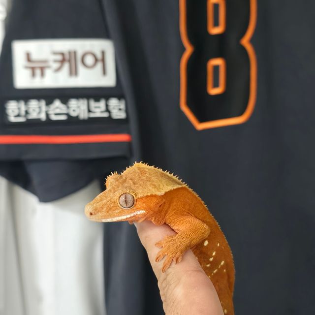 레드 바이