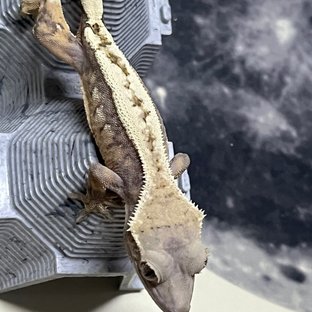 세이블