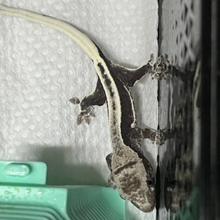 릴잔틱