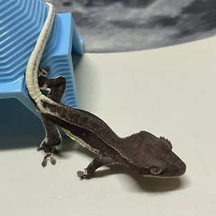 릴잔틱