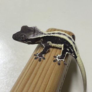 릴잔틱