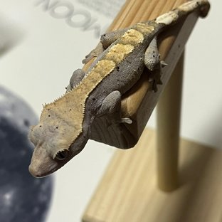 100%헷아잔틱