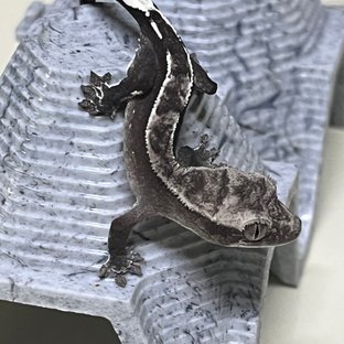 아잔틱