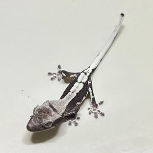 릴잔틱