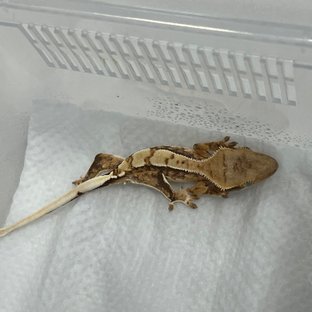 노멀 트라이