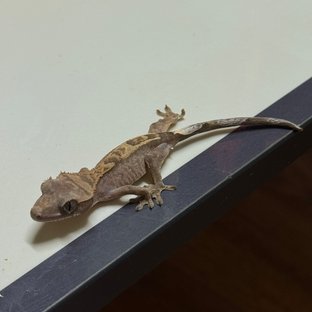 헷세이블