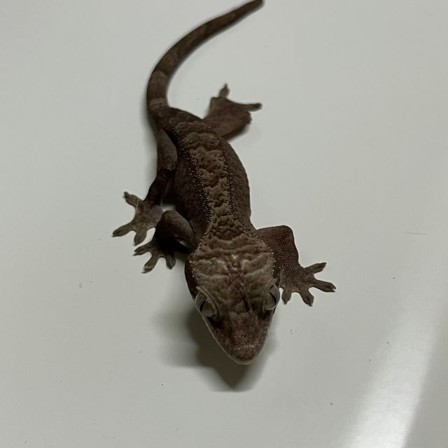 루왁